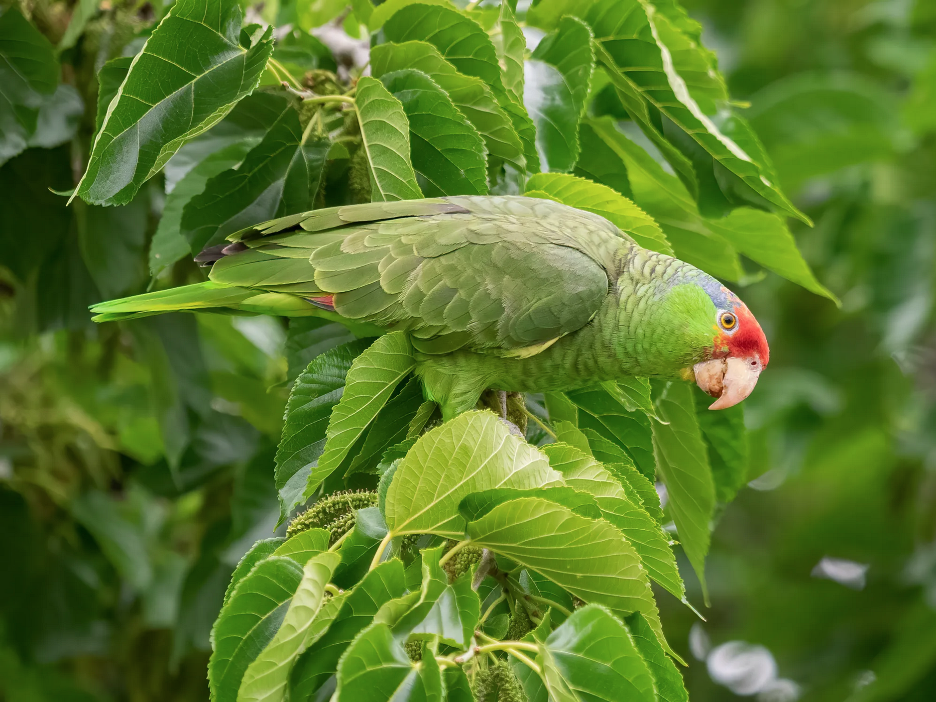 a green parrot with red feathers on it's head sitting in a tree. The tree leaves are the same green as the parrot.